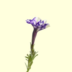 Pétunia