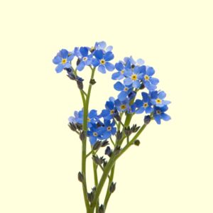 Myosotis