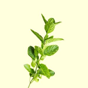 Menthe