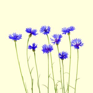 Bleuet