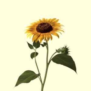 Tournesol