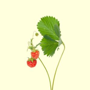Framboise