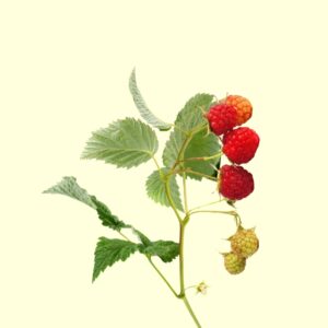Framboisier