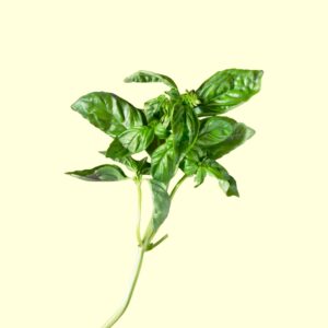 Basilic