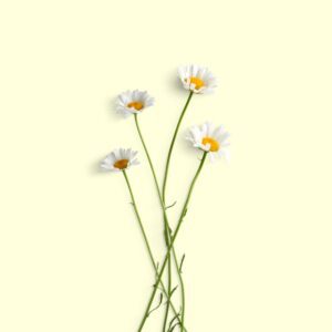 Camomille